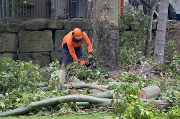 Best Tree Clearing Services  in Cody, WY